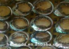frozen taiwan abalone