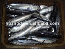 Frozen W/R Bullet Tuna