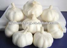  2012   new  garlic