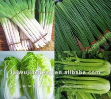 fresh vegetable