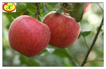Fuji apples