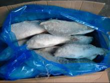  Frozen   carp   fish 