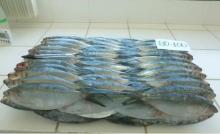 Pacific  Thread  Herring (Opisthonema libertate)