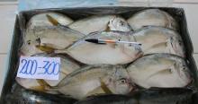 Moonfish - Vomer (Selene peruviana)