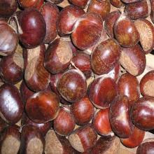  sweet   fresh   chestnut  of 2012 China crop