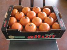Grapefruit