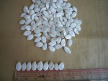 snow white pumpkin seeds