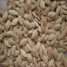 shien skin pumpkin kernel