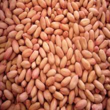 peanut kernel