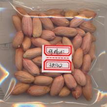 traditional peanut kernel