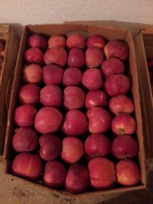 Fresh apple