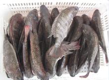 Tilapia Gutted Scaled Oreochromis Niloticus