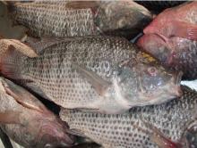  GS   tilapia  fish