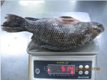 Whole Tilapia Gutted Scaled