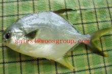  frozen   golden   pomfret  fish