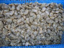  frozen  clam meat