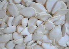 Pumpkin seeds, Snow pumpkin seeds, Snow white pumpkin seeds