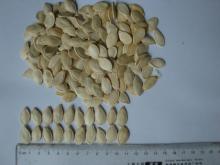 Chinese shine skin pumpkin seed, SSPS 11cm, 10cm, 9cm