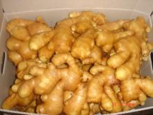 Supply Chinese exports Fresh Ginger