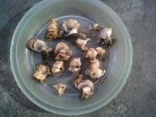 Meat Unem Sea Snails