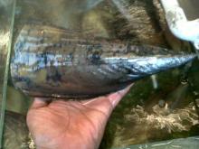 Razor Clam