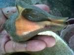Sea Snail