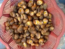 Sea Snail b