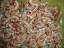  Cat / Red Tiger Shrimps