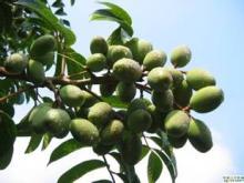 Olive Leaf Extract