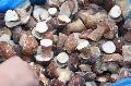 Sell  IQF   boletus   edulis 