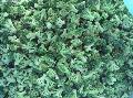 frozen broccoli
