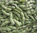 Frozen soy bean