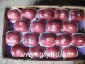 Red delicious apple