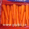 fresh carrot