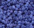 blueberry  concentrate 