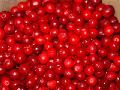 IQF lingonberry