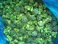 IQF broccoli floret