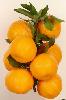 Chinese mandarin