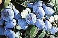Blueberry Anthocyanin
