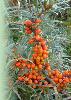 Sea buckthorn and  frozen  berries