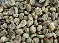  Green   Robusta   Coffee   Beans 