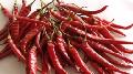  chilli  with  stem 