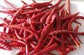 chilli without stem