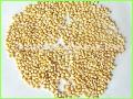pine nuts
