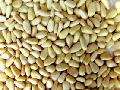 pine nut kernels