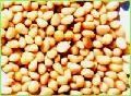 siberian red pine kernels