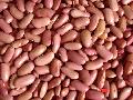  Dried   Light   Red   Kidney   Beans --2009 crope