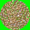 artemia cysts