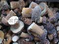  Frozen   boletus   edulis (whole)