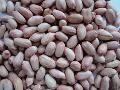 Peanut kernel